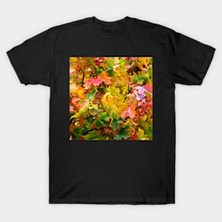 colorful autumn leaves on a tree, leaf, trees T-Shirt